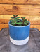 The Plant Farm® Houseplants Peperomia Red Log, 4" Plant