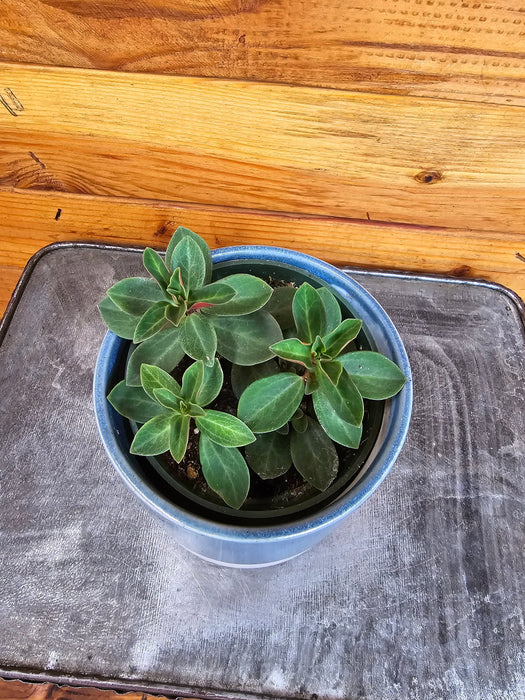 The Plant Farm® Houseplants Peperomia Red Log, 4" Plant