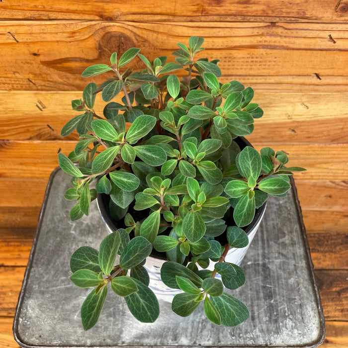 The Plant Farm® Houseplants Peperomia Red Log, 6" Plant