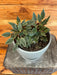 The Plant Farm® Houseplants Peperomia Rosso, 6" Plant