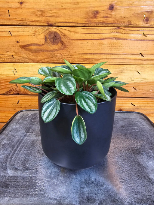 The Plant Farm® Houseplants Peperomia Royal Princess, 4" Plant