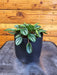 The Plant Farm® Houseplants Peperomia Royal Princess, 4" Plant