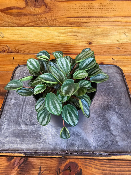 The Plant Farm® Houseplants Peperomia Royal Princess, 4" Plant