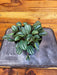 The Plant Farm® Houseplants Peperomia Royal Princess, 4" Plant