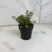 The Plant Farm® Houseplants Peperomia Rubella, 2" Plant