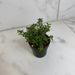 The Plant Farm® Houseplants Peperomia Rubella, 2" Plant