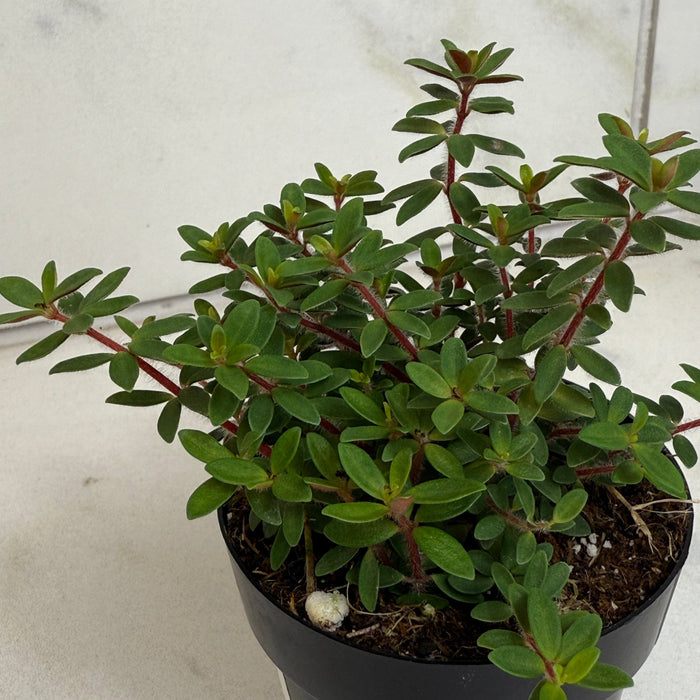 The Plant Farm® Houseplants Peperomia Rubella, 2" Plant