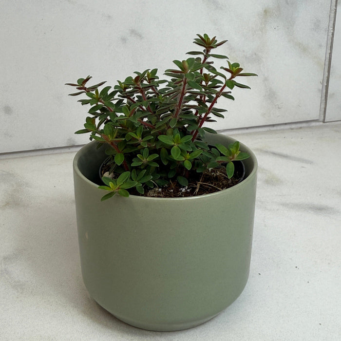 The Plant Farm® Houseplants Peperomia Rubella, 2" Plant