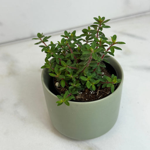 The Plant Farm® Houseplants Peperomia Rubella, 2" Plant