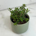 The Plant Farm® Houseplants Peperomia Rubella, 2" Plant