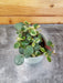 The Plant Farm® Houseplants Peperomia Ruby Cascade, 2" Plant