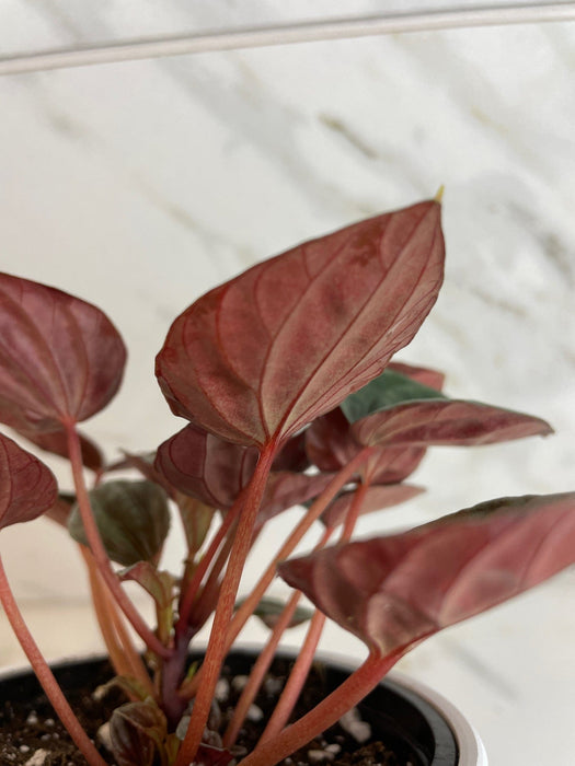 The Plant Farm® Houseplants Peperomia Santiago, 4" Plant