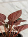 The Plant Farm® Houseplants Peperomia Santiago, 4" Plant