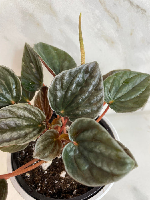 The Plant Farm® Houseplants Peperomia Santiago, 4" Plant