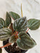 The Plant Farm® Houseplants Peperomia Santiago, 4" Plant