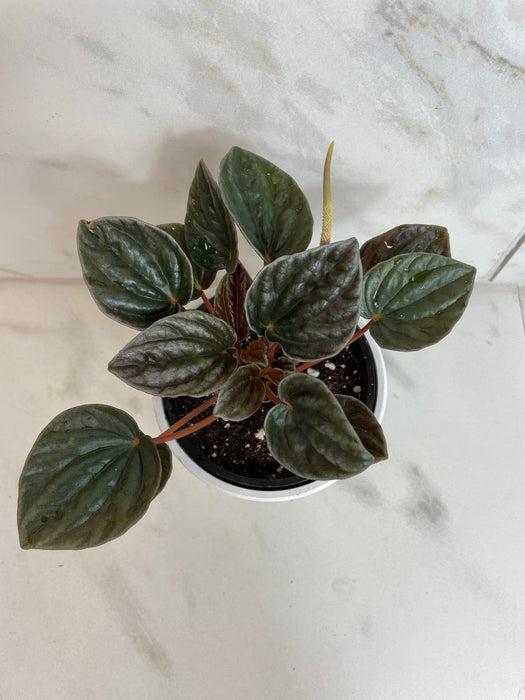 The Plant Farm® Houseplants Peperomia Santiago, 4" Plant