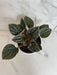 The Plant Farm® Houseplants Peperomia Santiago, 4" Plant