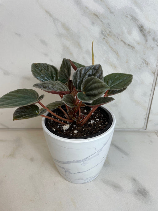The Plant Farm® Houseplants Peperomia Santiago, 4" Plant