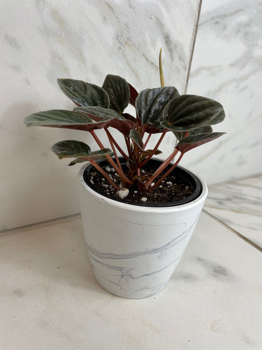 The Plant Farm® Houseplants Peperomia Santiago, 4" Plant