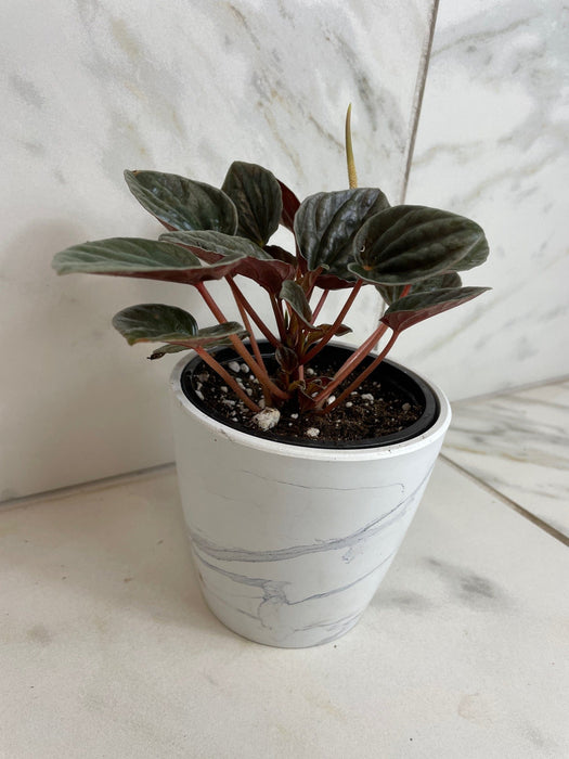 The Plant Farm® Houseplants Peperomia Santiago, 4" Plant