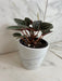 The Plant Farm® Houseplants Peperomia Santiago, 4" Plant