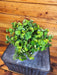 The Plant Farm® Houseplants Peperomia Serpens, 6" Plant