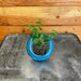 The Plant Farm® Houseplants Peperomia Serpens, Starter Plug