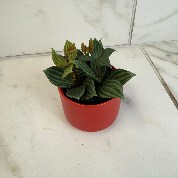 The Plant Farm® Houseplants Peperomia Stilt, 2" Plant