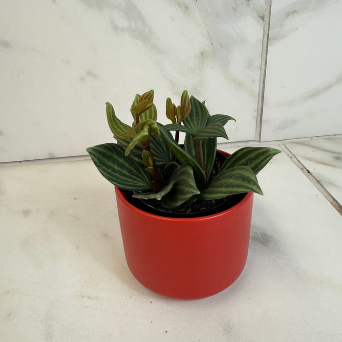 The Plant Farm® Houseplants Peperomia Stilt, 2" Plant
