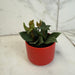 The Plant Farm® Houseplants Peperomia Stilt, 2" Plant