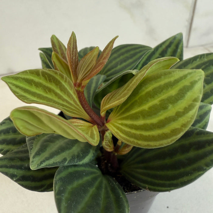 The Plant Farm® Houseplants Peperomia Stilt, 2" Plant