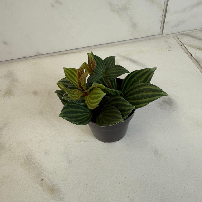 The Plant Farm® Houseplants Peperomia Stilt, 2" Plant