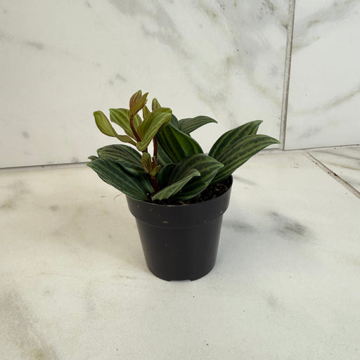 The Plant Farm® Houseplants Peperomia Stilt, 2" Plant