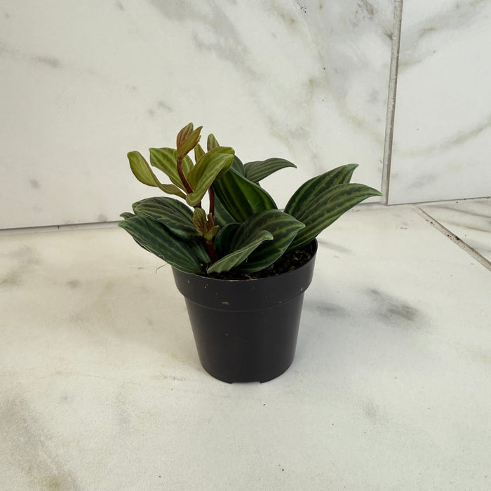 The Plant Farm® Houseplants Peperomia Stilt, 2" Plant