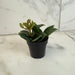 The Plant Farm® Houseplants Peperomia Stilt, 2" Plant