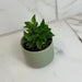 The Plant Farm® Houseplants Peperomia Trinervula, 2" Plant