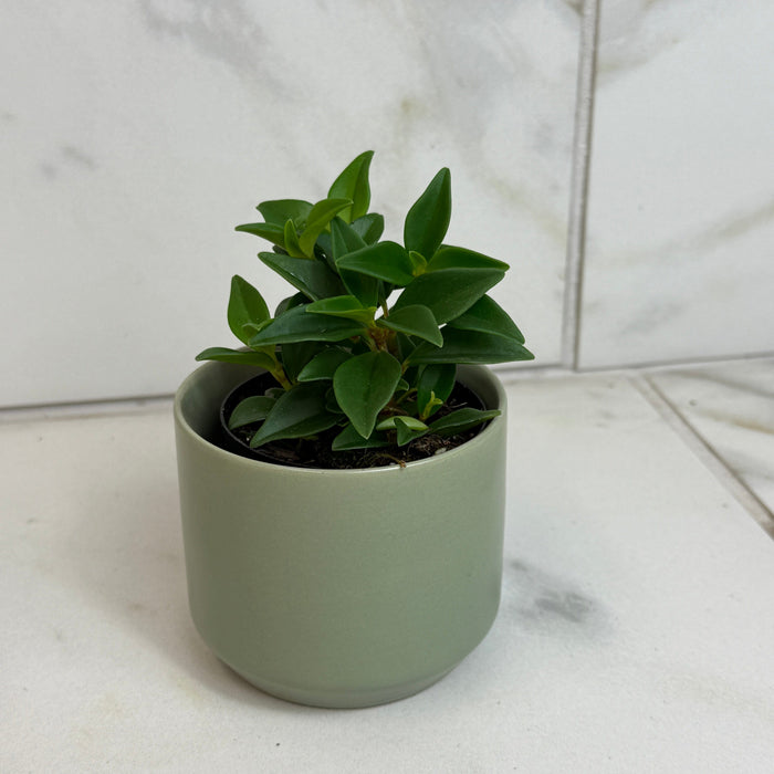 The Plant Farm® Houseplants Peperomia Trinervula, 2" Plant