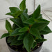The Plant Farm® Houseplants Peperomia Trinervula, 2" Plant