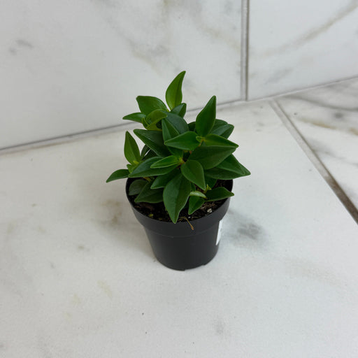 The Plant Farm® Houseplants Peperomia Trinervula, 2" Plant
