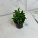 The Plant Farm® Houseplants Peperomia Trinervula, 2" Plant