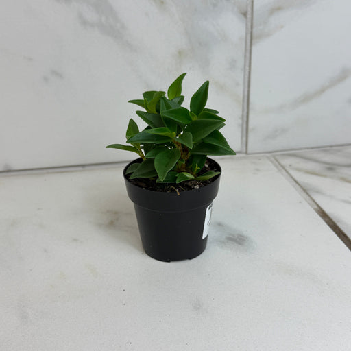 The Plant Farm® Houseplants Peperomia Trinervula, 2" Plant