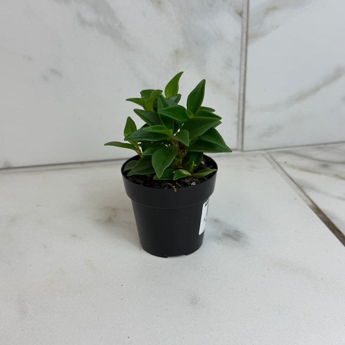 The Plant Farm® Houseplants Peperomia Trinervula, 2" Plant
