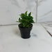 The Plant Farm® Houseplants Peperomia Trinervula, 2" Plant