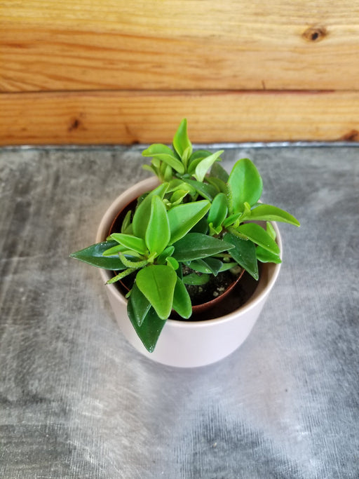 The Plant Farm® Houseplants Peperomia Trinervula, 2" Plant