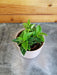 The Plant Farm® Houseplants Peperomia Trinervula, 2" Plant