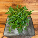 The Plant Farm® Houseplants Peperomia Trinervula, 6" Plant