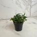 The Plant Farm® Houseplants Peperomia Trinervula Mini, 2" Plant