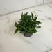 The Plant Farm® Houseplants Peperomia Trinervula Mini, 2" Plant