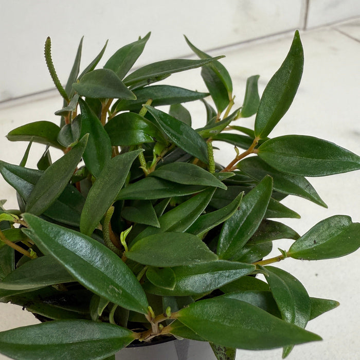 The Plant Farm® Houseplants Peperomia Trinervula Mini, 2" Plant