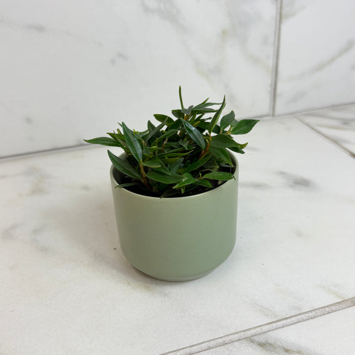 The Plant Farm® Houseplants Peperomia Trinervula Mini, 2" Plant